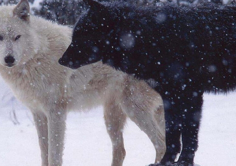 lobo negro y lobo blanco